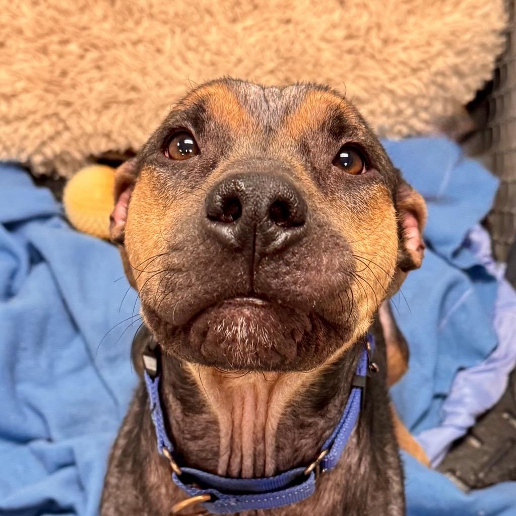 Enlarge Eagle , a ADOPTABLE Mixed Breed in Midland, MI image 2/4