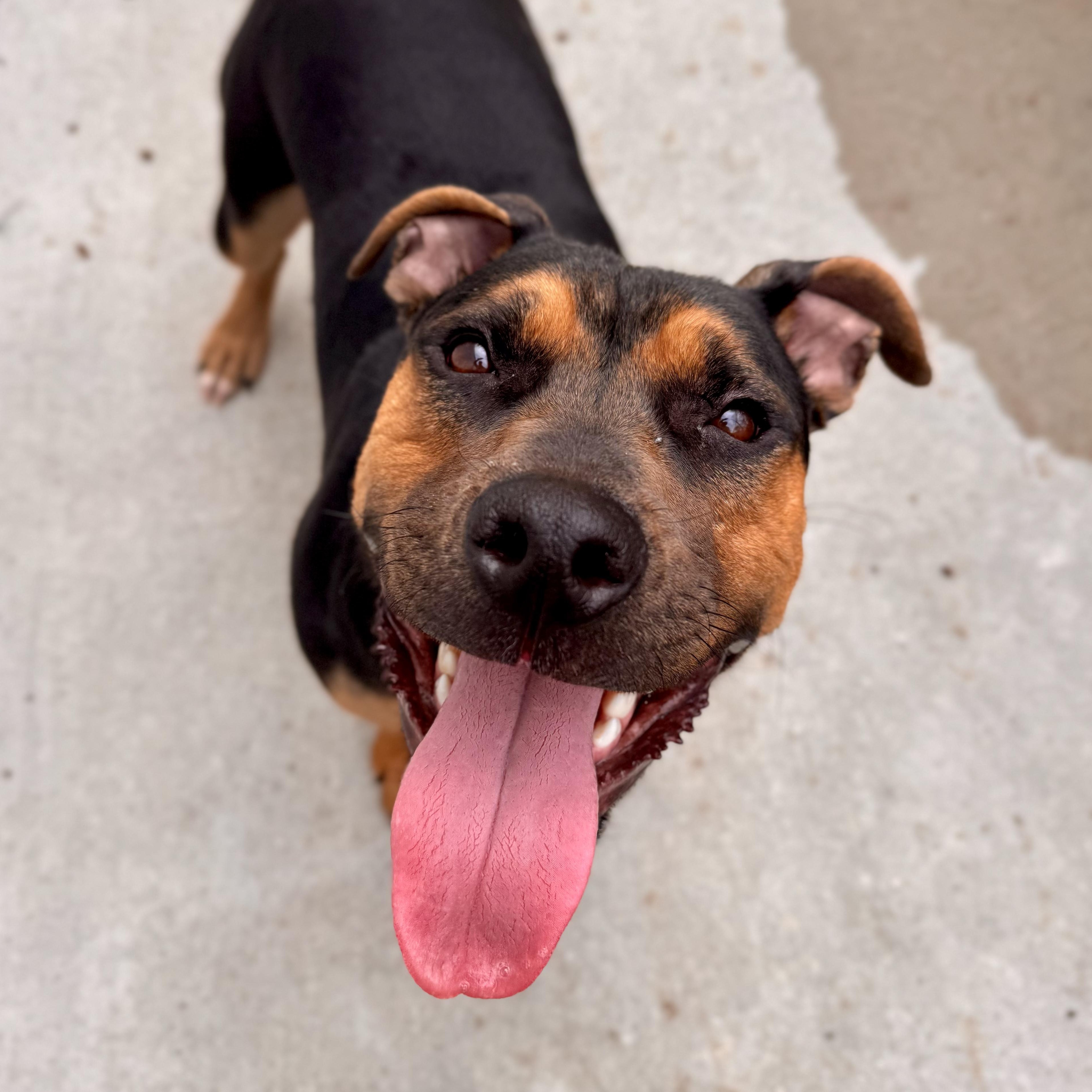 Eagle , ADOPTABLE, Young Male Mixed Breed.