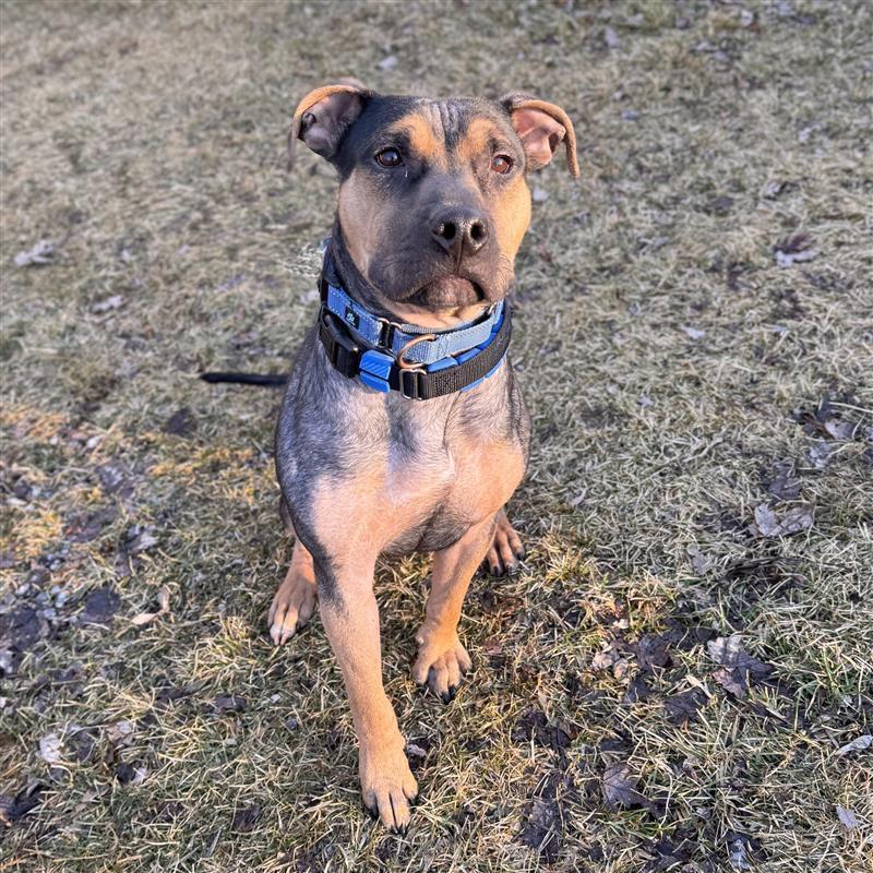 Eagle , ADOPTABLE, Young Male Mixed Breed.