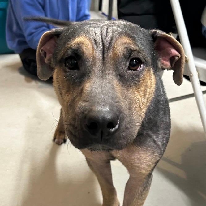 Enlarge Eagle , a ADOPTABLE Mixed Breed in Midland, MI image 3/4