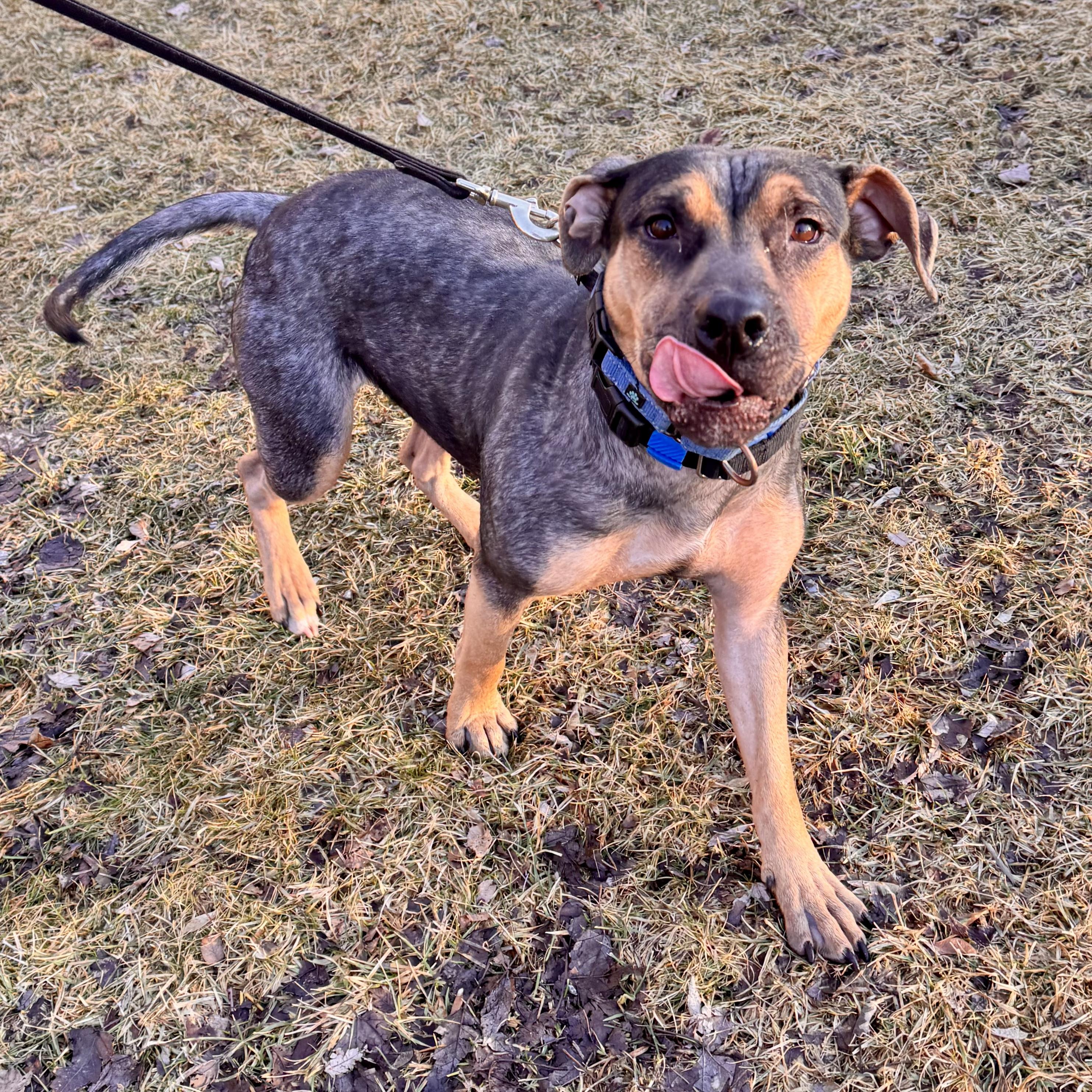 Enlarge Eagle , a ADOPTABLE Mixed Breed in Midland, MI image 4/5