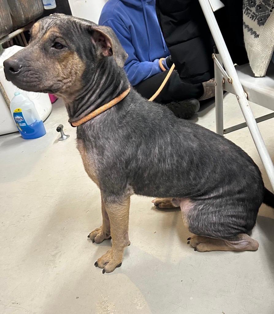 Enlarge Eagle , a ADOPTABLE Mixed Breed in Midland, MI image 4/4