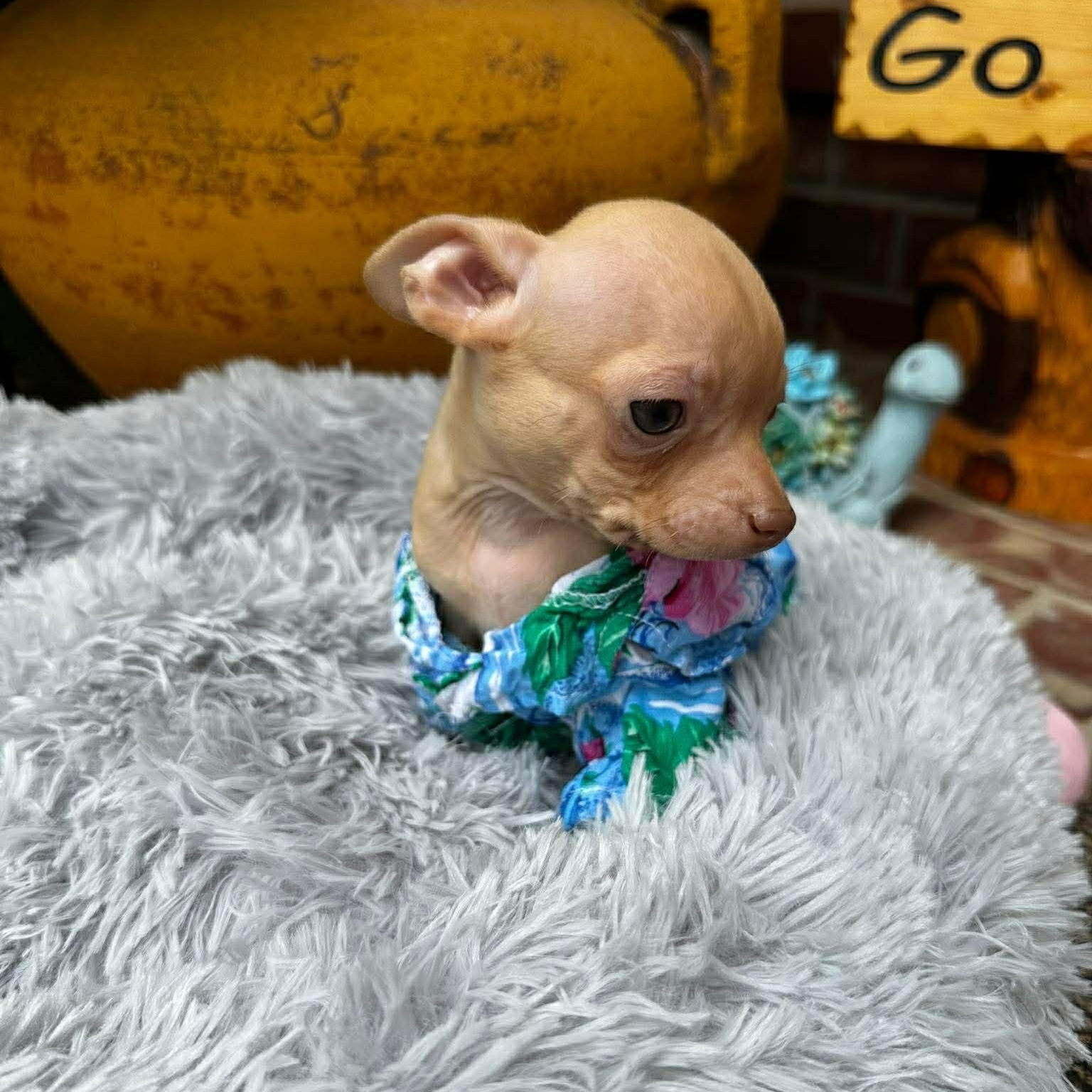 Enlarge Gilligan , an adopted Chihuahua in Justin, TX image 3/6