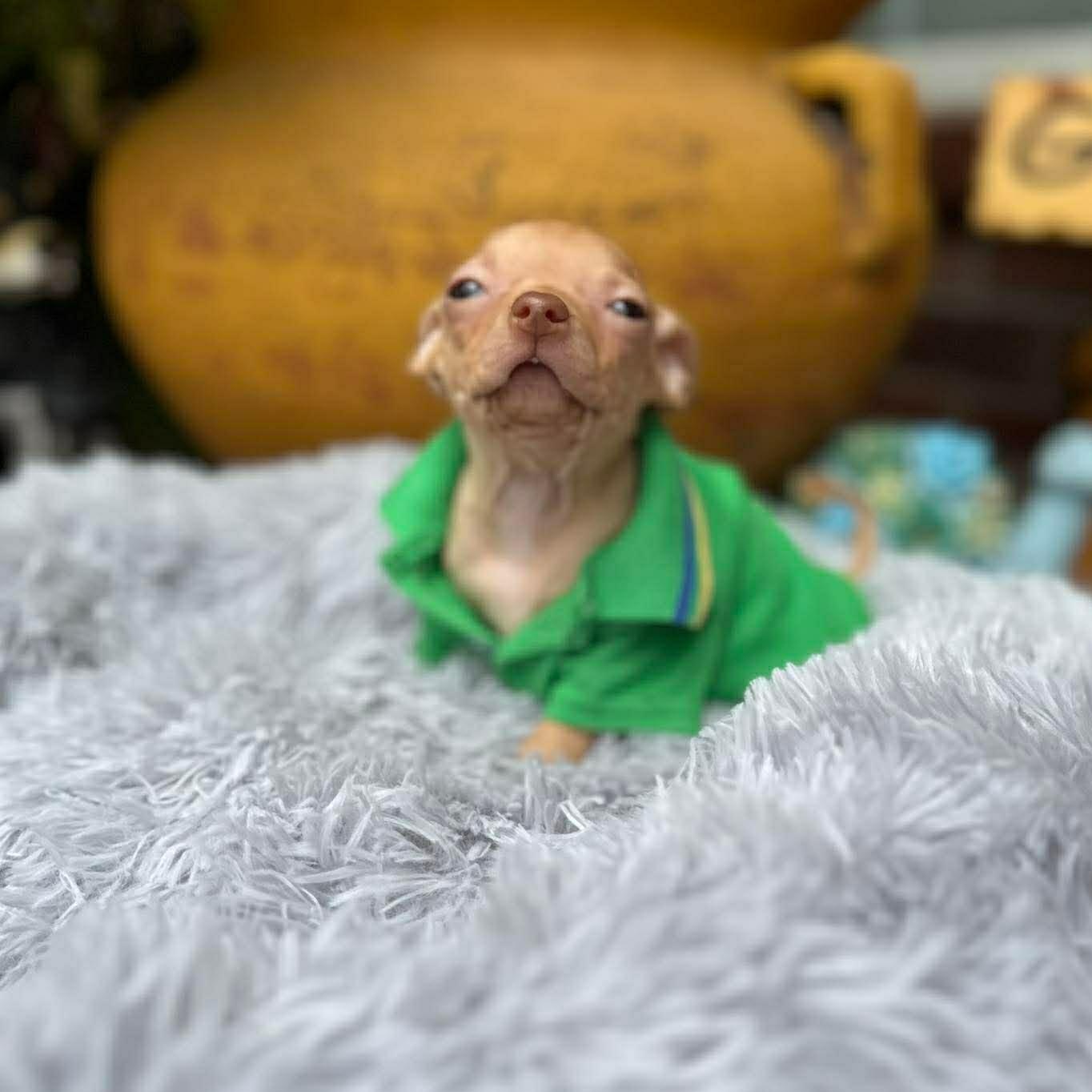 Enlarge Gilligan , an adopted Chihuahua in Justin, TX image 5/6