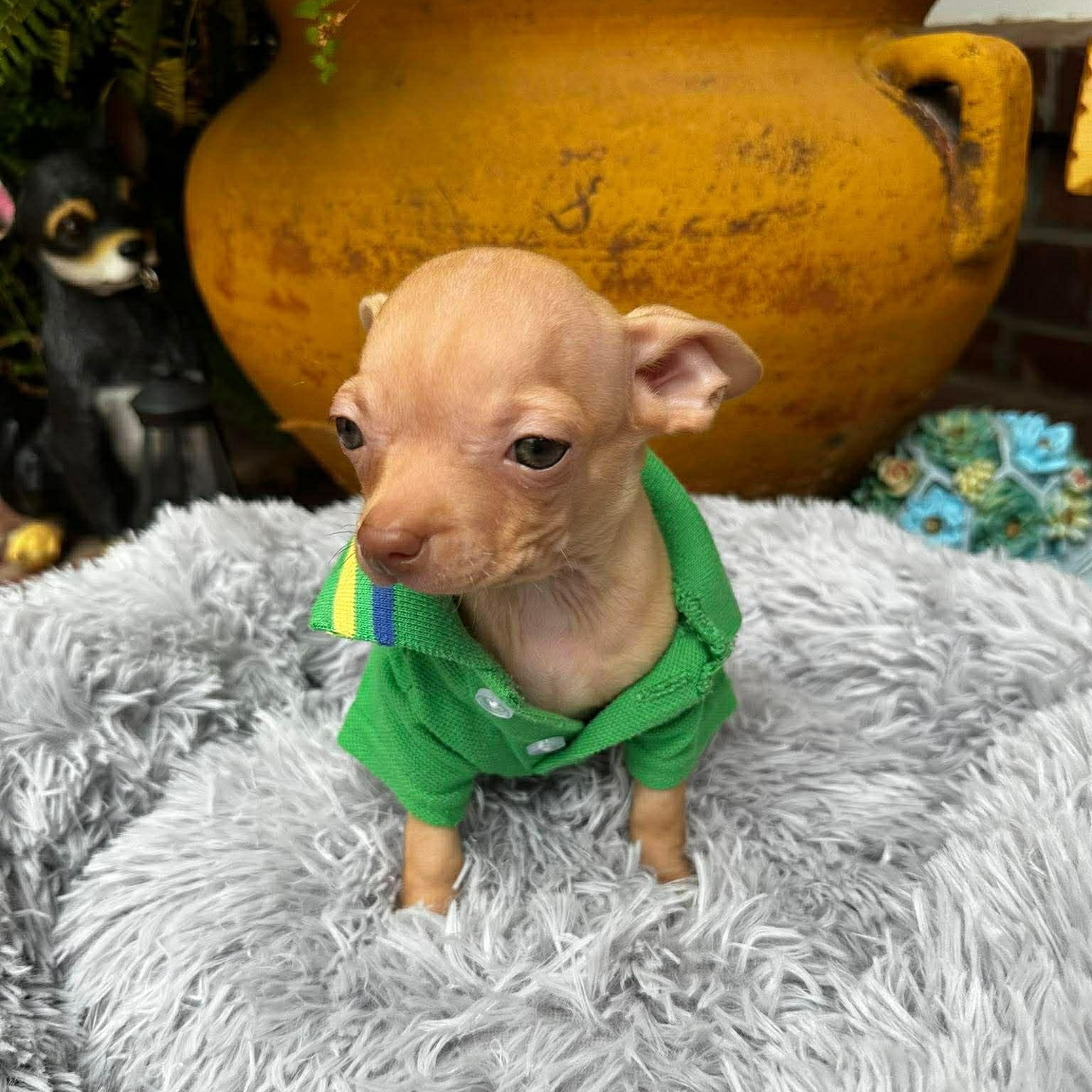 Enlarge Gilligan , an adopted Chihuahua in Justin, TX image 6/6