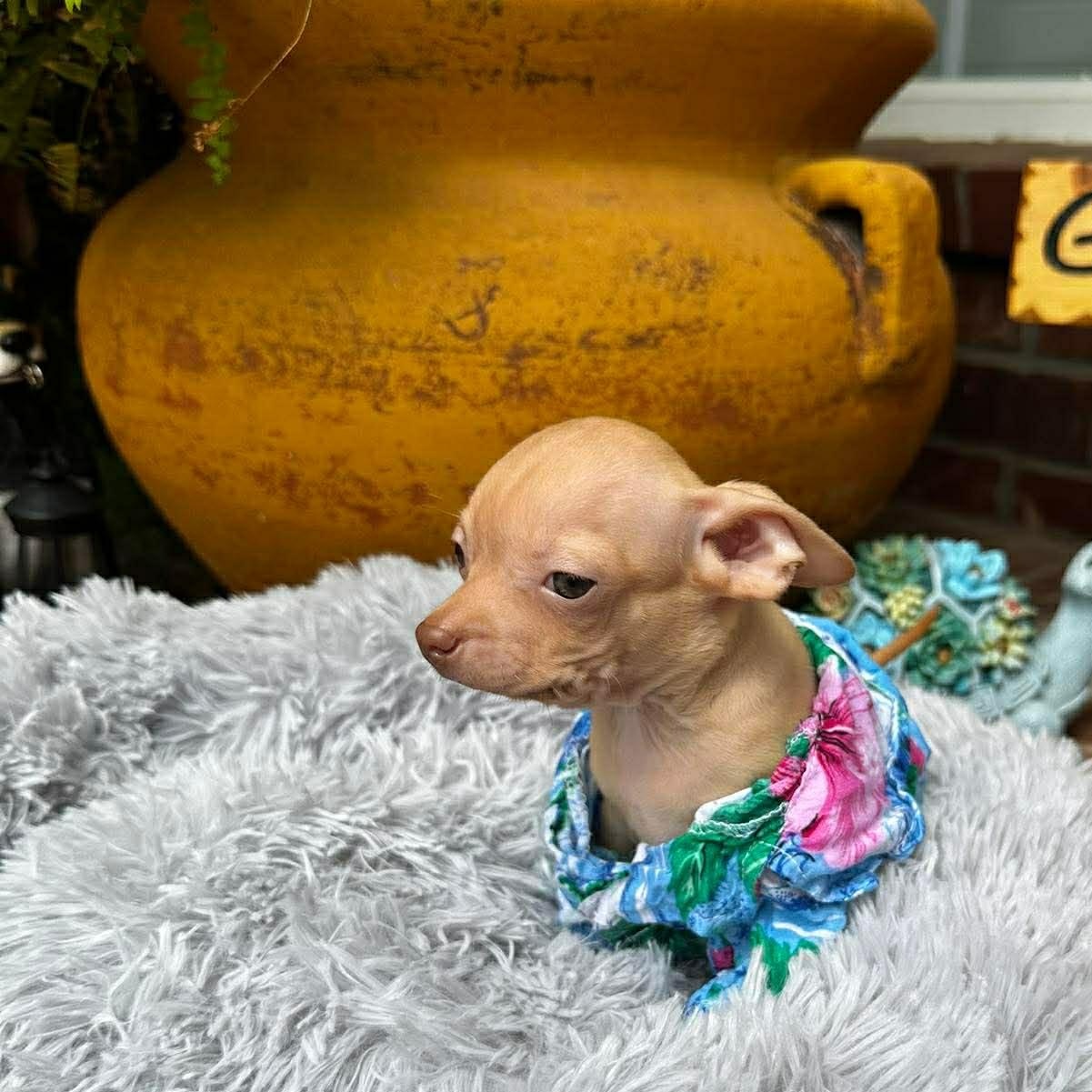 Enlarge Gilligan , an adopted Chihuahua in Justin, TX image 4/6