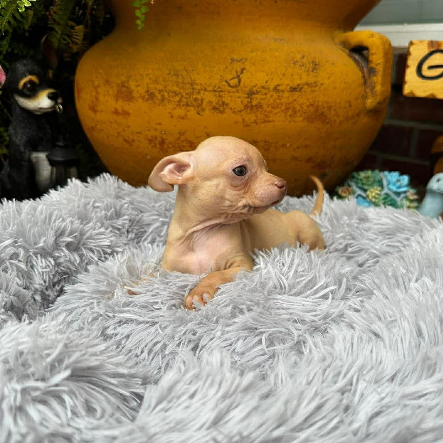 Enlarge Gilligan , an adopted Chihuahua in Justin, TX image 2/6