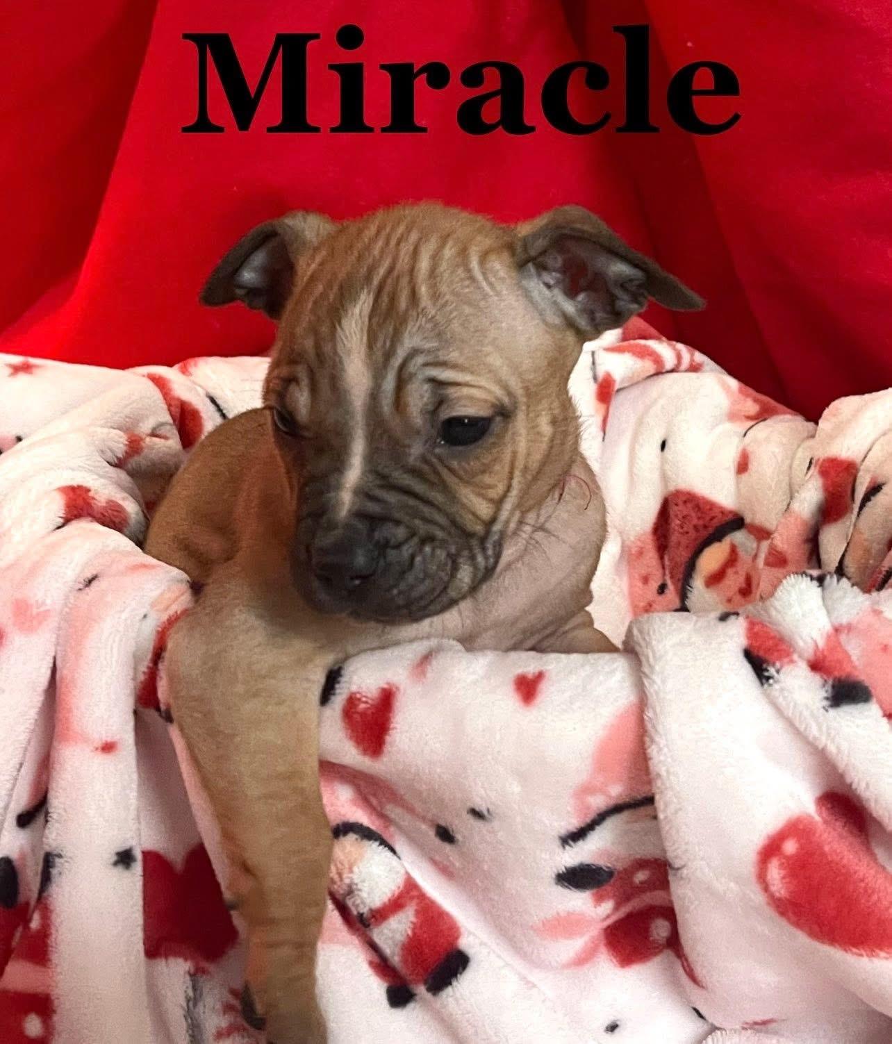 Miracle, Adoptable, Puppy Female Mixed Breed.