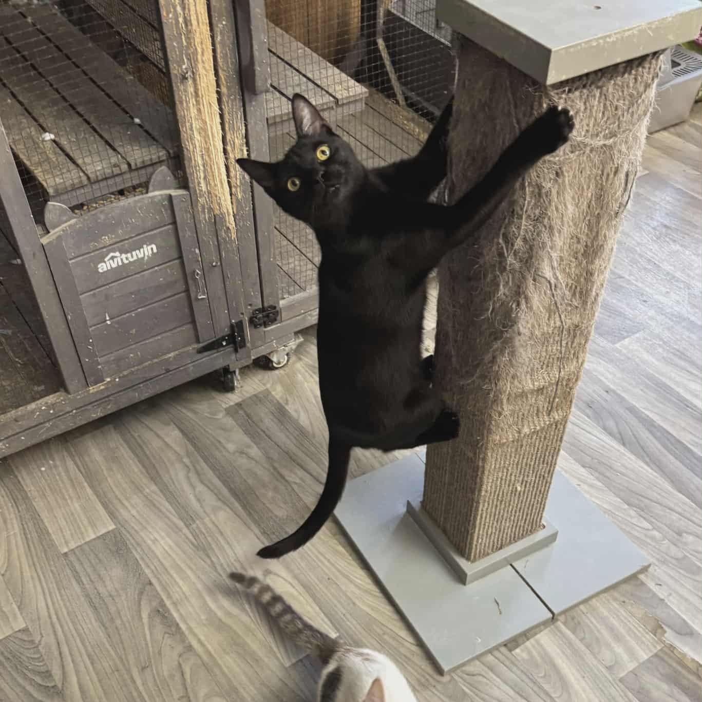 Calvin — thumbnail 2