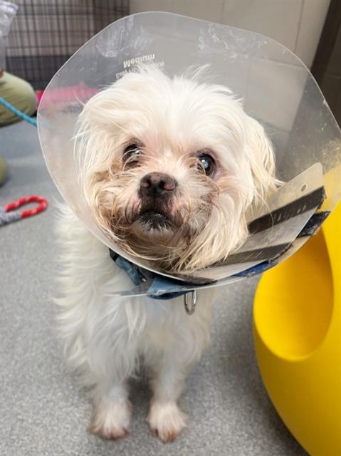 FALKOR THE LUCK DRAGON, Adoptable, Senior Male Lhasa Apso & Mixed Breed.