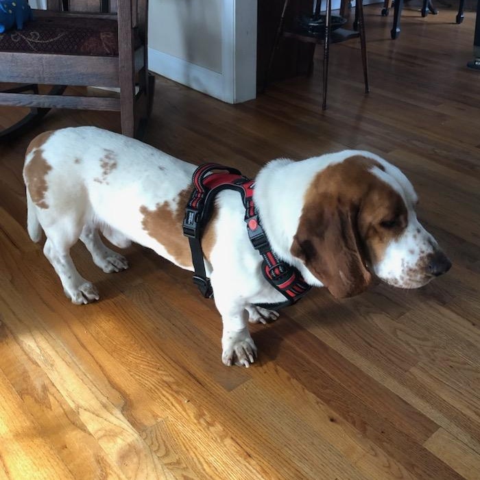 Roscoe, an adopted Basset Hound in Knoxville, TN image 3/3