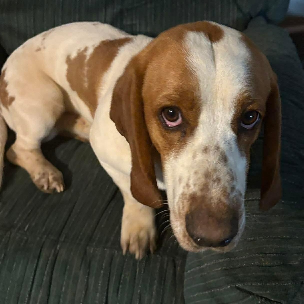 Enlarge Roscoe, a Adoptable Basset Hound in Knoxville, TN image 1/1