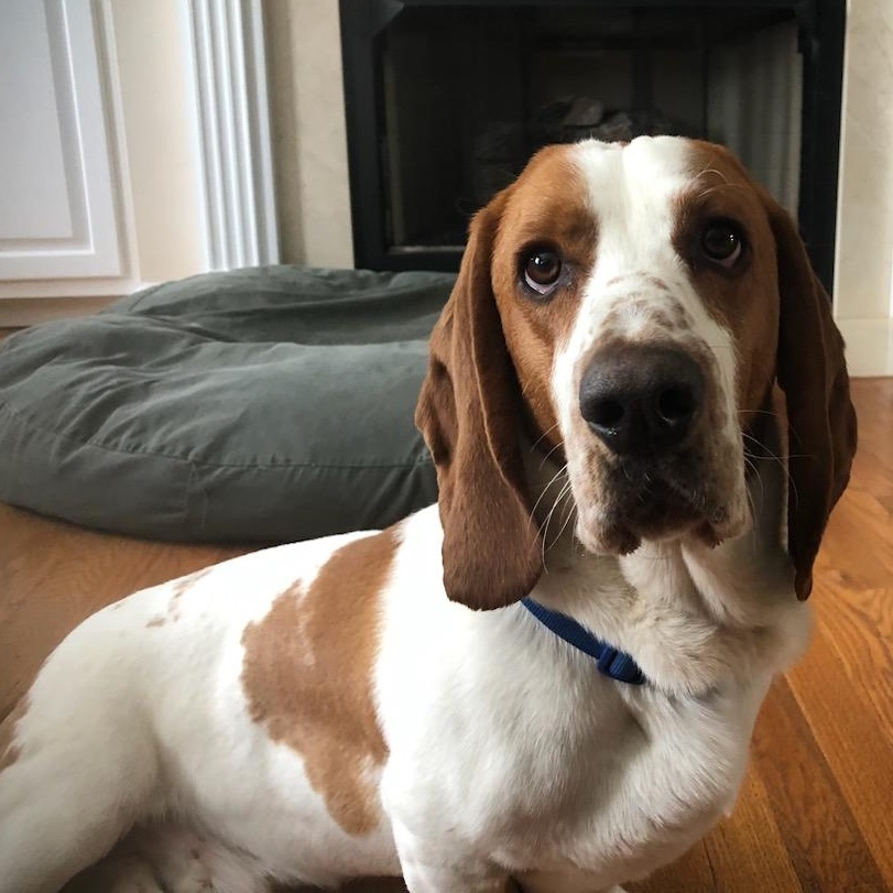 Roscoe, an adopted Basset Hound in Knoxville, TN image 1/3