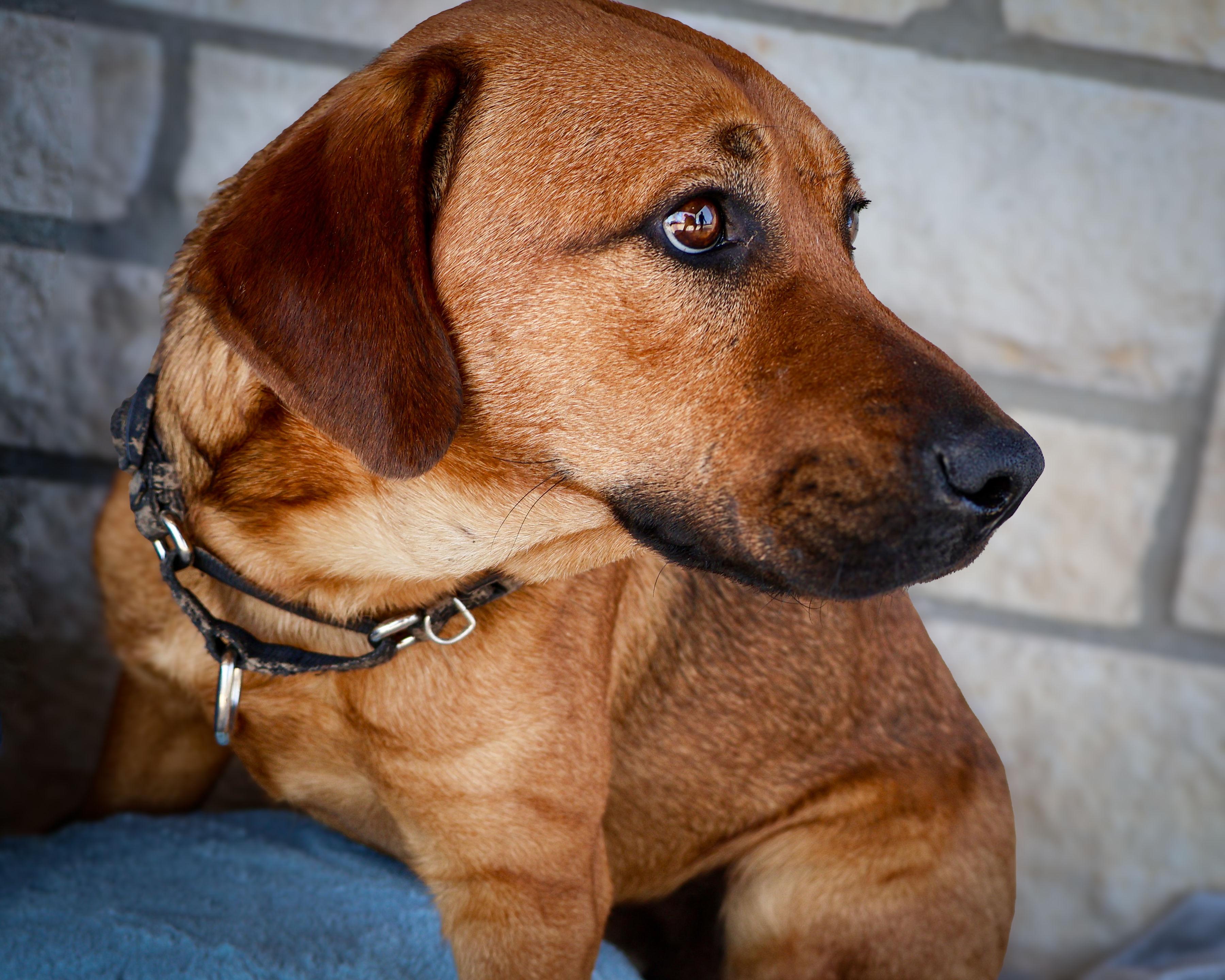 Twix , Adoptable, Adult Male German Shepherd Dog.