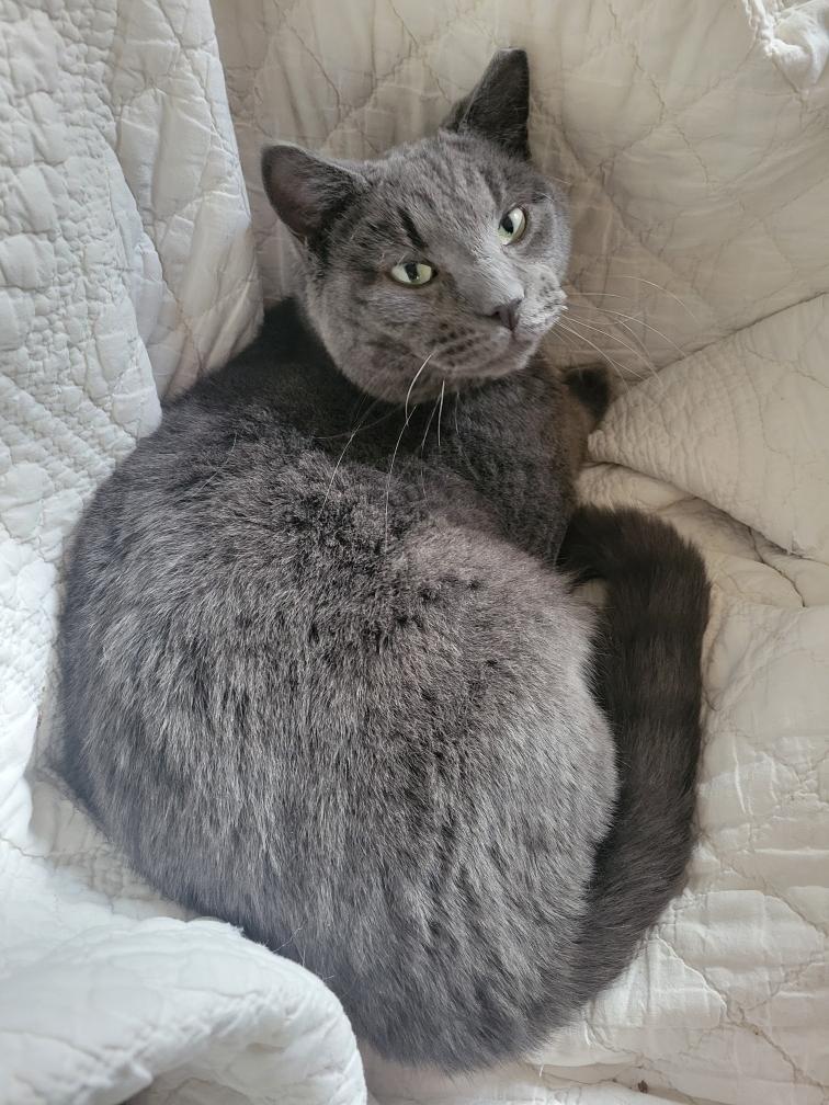 Blake , ADOPTABLE, Young Male Domestic Short Hair.