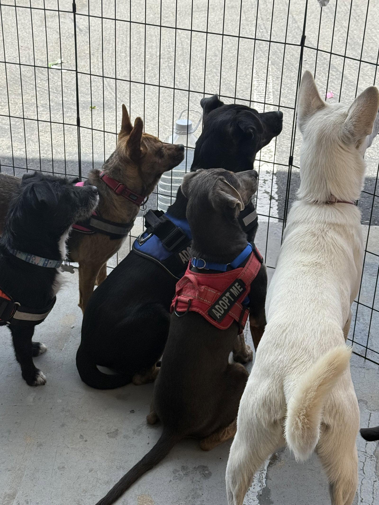 Enlarge Carmi., a Adoptable Terrier in San Diego, CA image 1/3