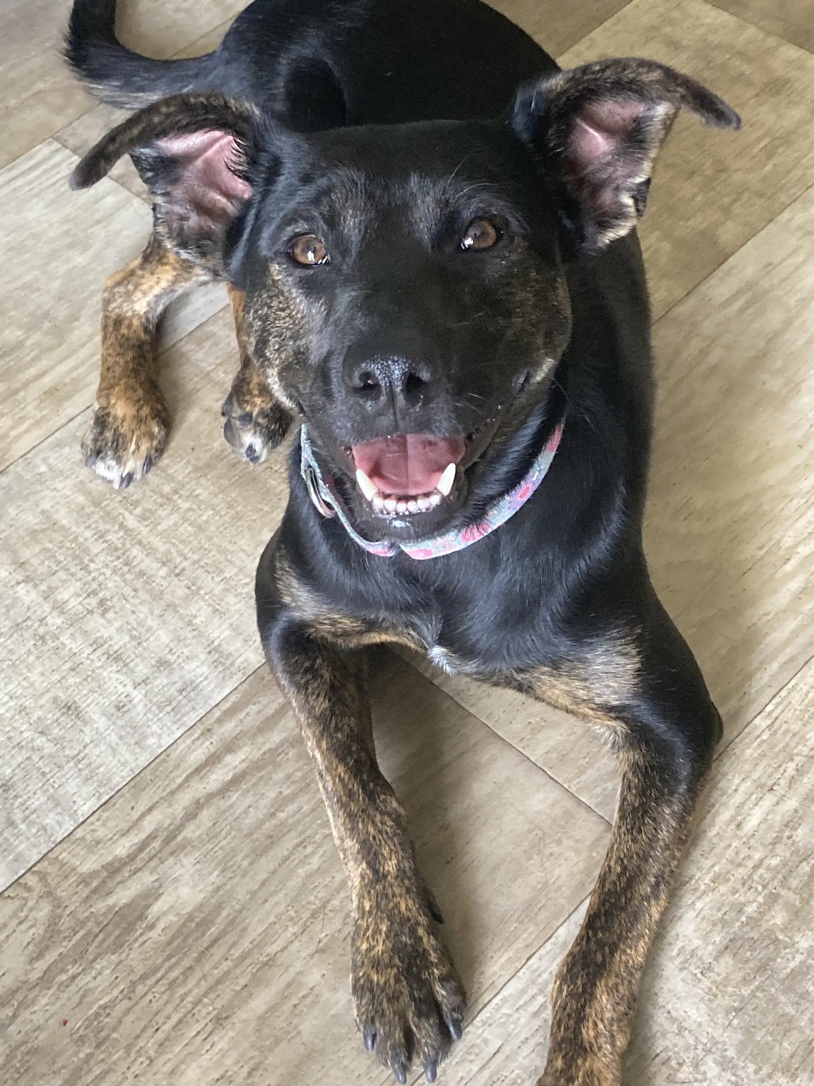 Enlarge Carmi., a Adoptable Terrier in San Diego, CA image 2/3
