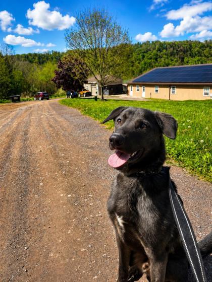 Dante, Adoptable, Young Male Labrador Retriever & Mixed Breed.