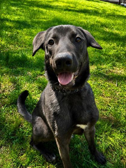 Dante, a Adoptable mixed breed in Bloomsburg, PA image 2/3