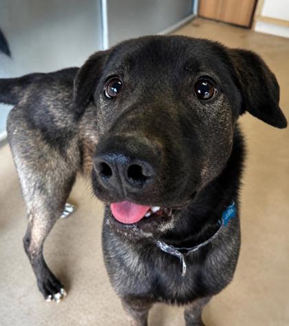 Dante, a Adoptable mixed breed in Bloomsburg, PA image 3/3