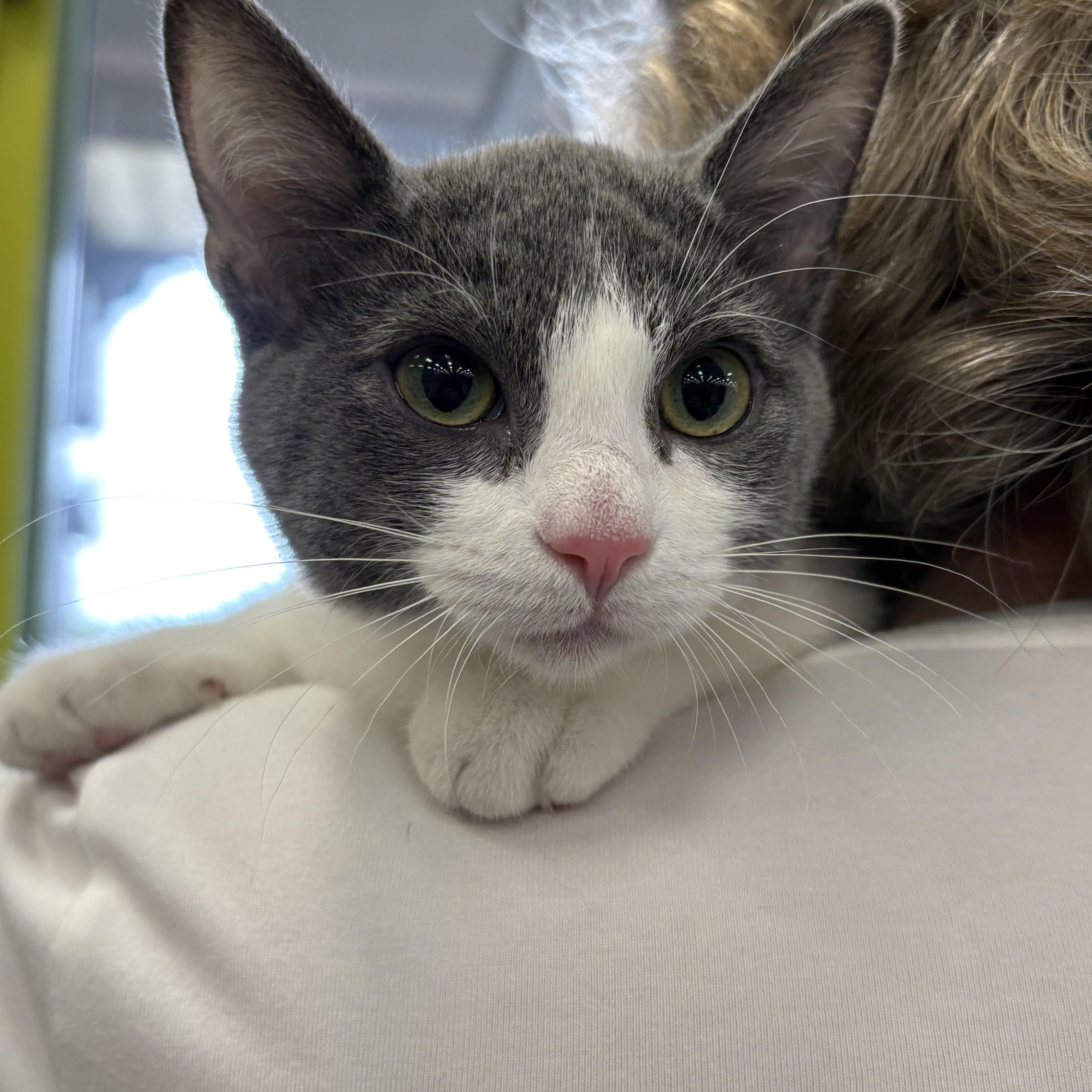 Lizzy, Baby Female Domestic Medium Hair
