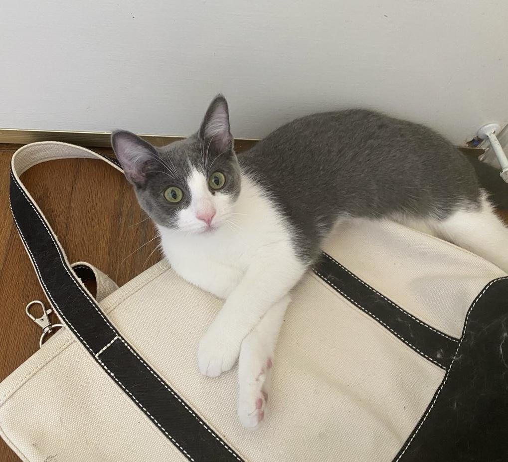 Lizzie, a Adoptable Domestic Medium Hair in La Canada, CA image 1/3