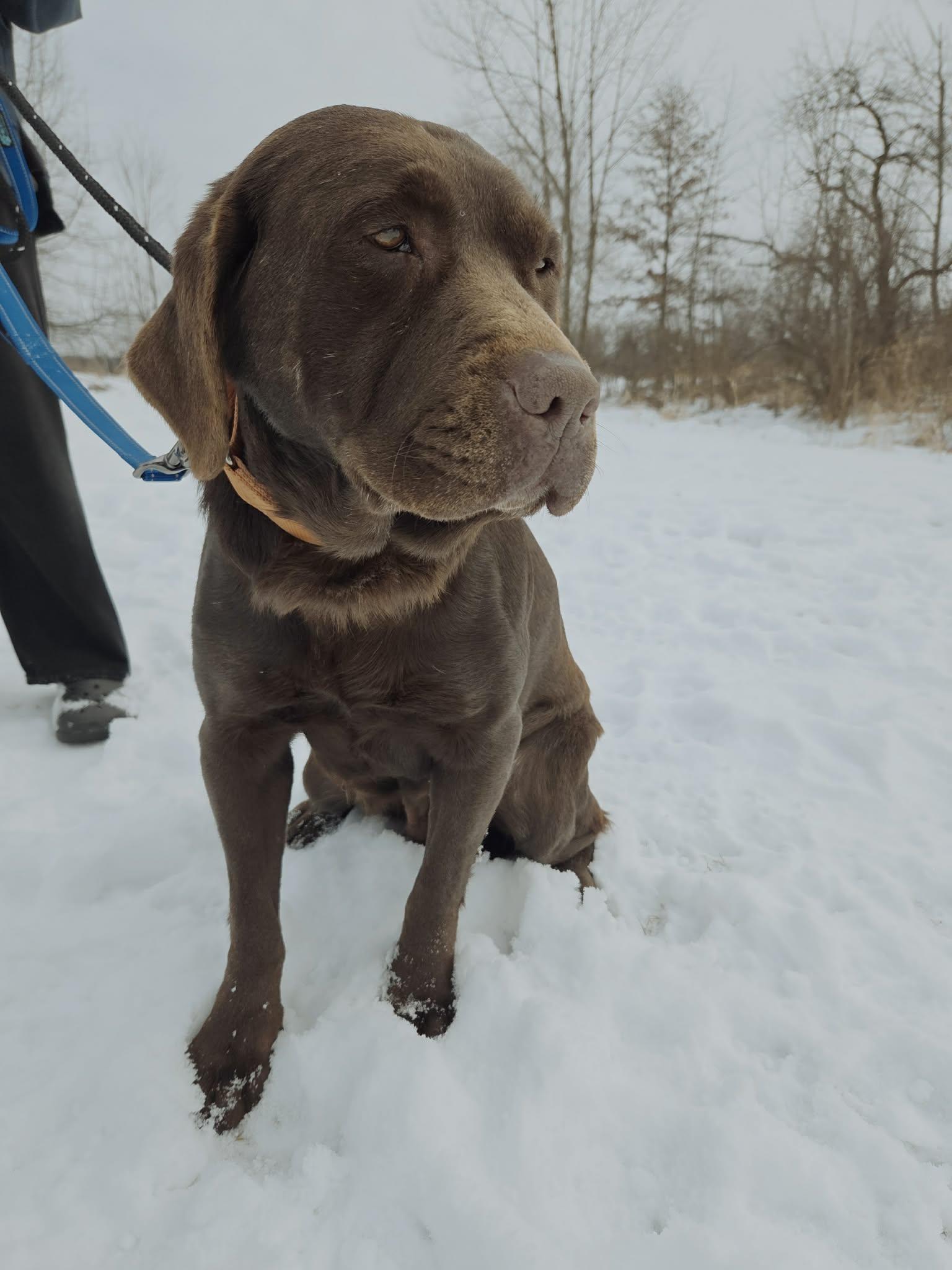 Willow Grace-Not Accepting Applications Yet!, ADOPTABLE, Adult Female Chocolate Labrador Retriever.