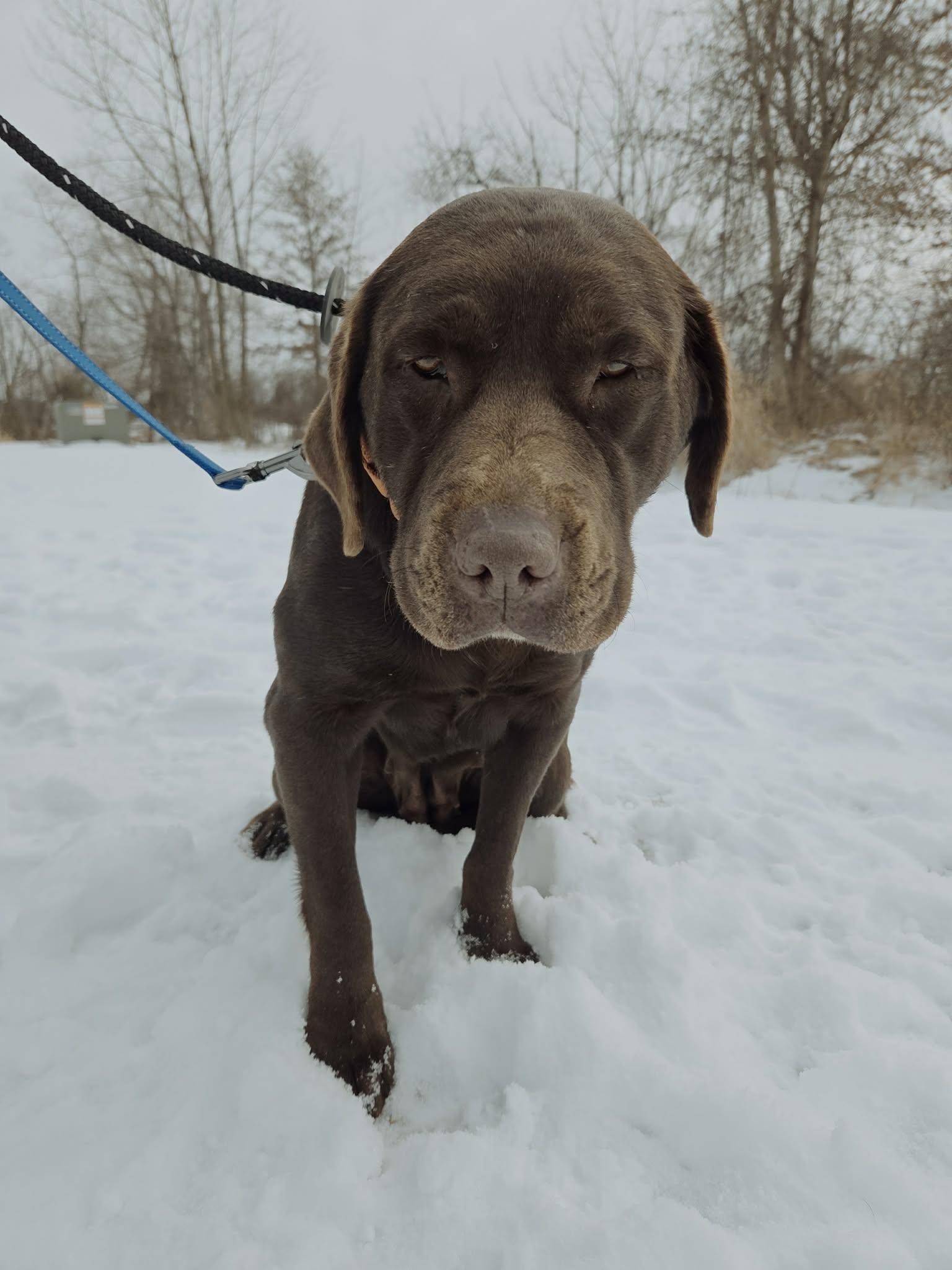 Enlarge Willow Grace-Not Accepting Applications Yet!, a ADOPTABLE Chocolate Labrador Retriever in Medina, OH image 4/4