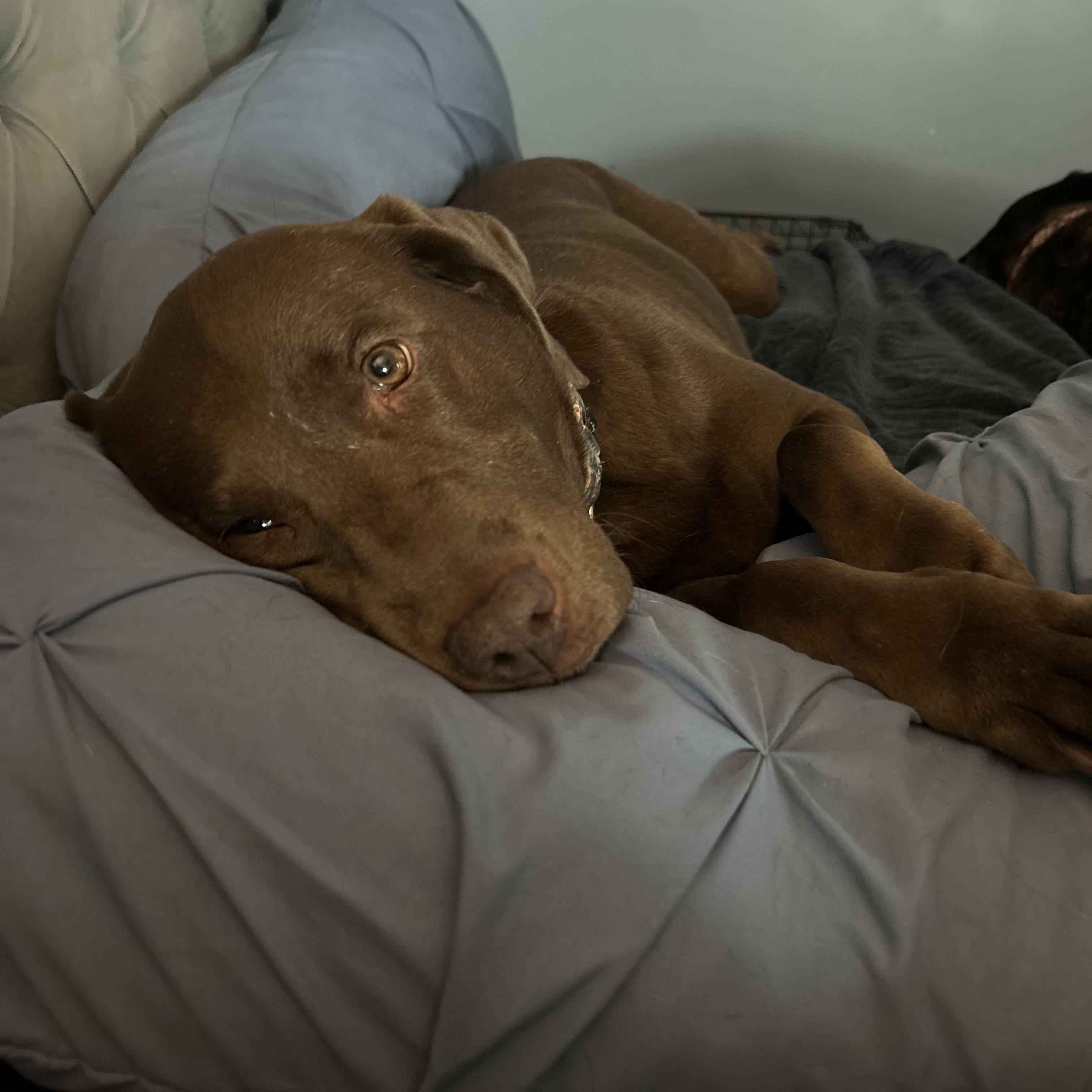 Enlarge Willow Grace-Foster-to-Adopt, an adoption pending Chocolate Labrador Retriever in Medina, OH image 1/2