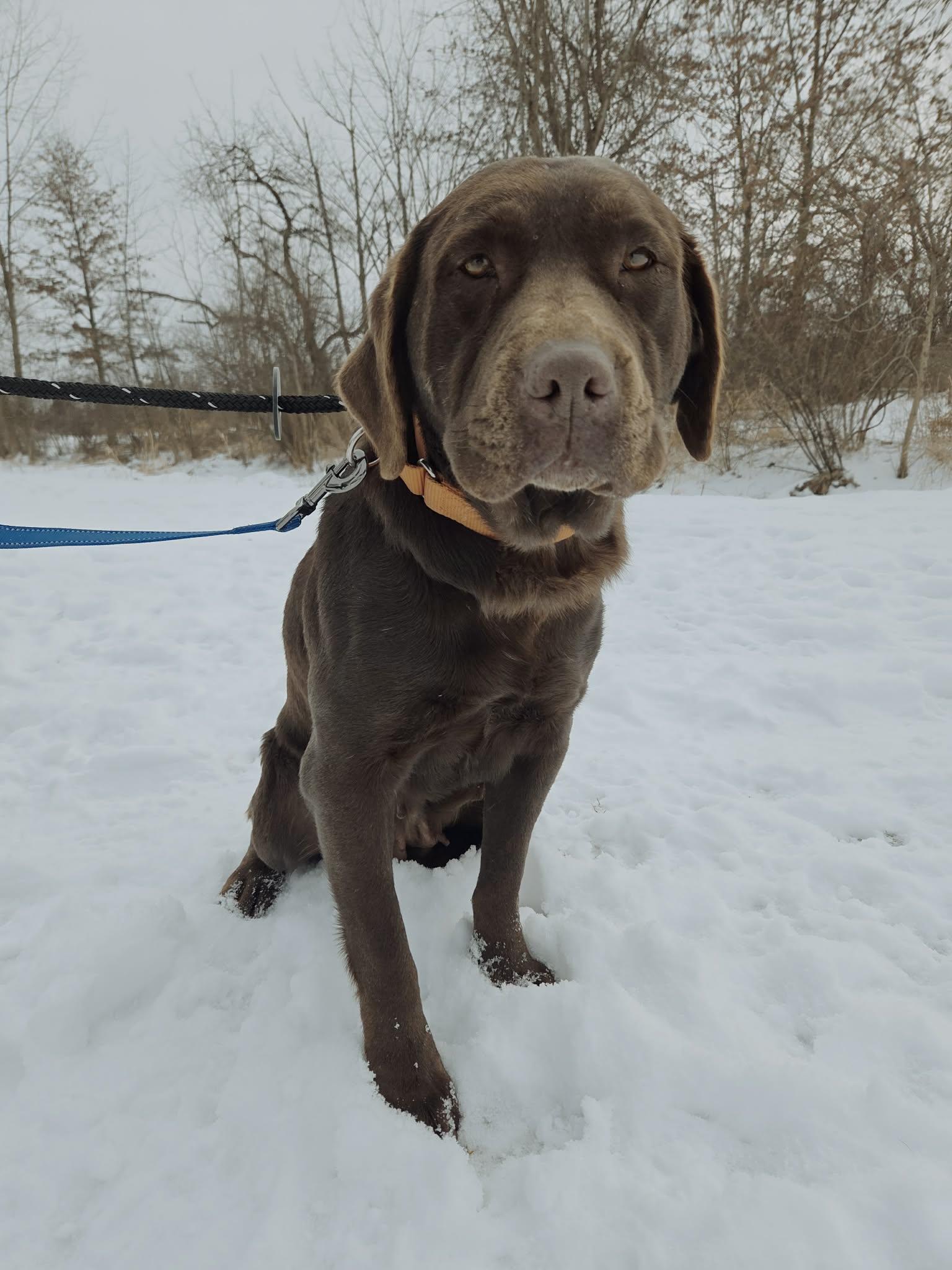 Enlarge Willow Grace-Not Accepting Applications Yet!, a ADOPTABLE Chocolate Labrador Retriever in Medina, OH image 3/4