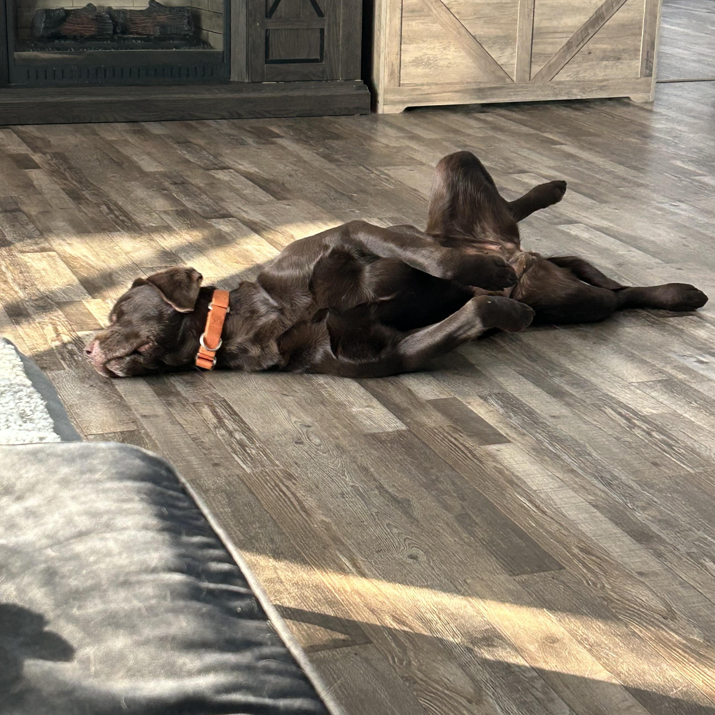 Enlarge Willow Grace-Foster-to-Adopt, an adoption pending Chocolate Labrador Retriever in Medina, OH image 2/2