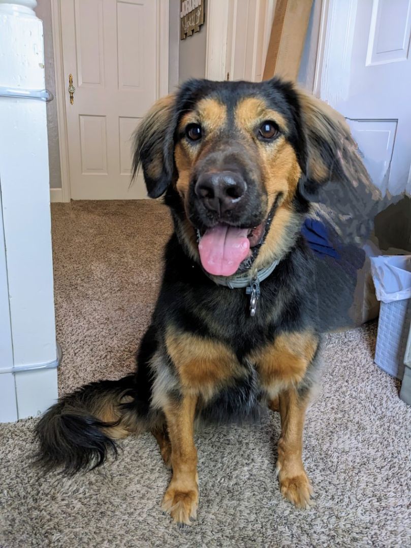 Rosie, a Adoptable mixed breed in Manhattan, KS image 1/5