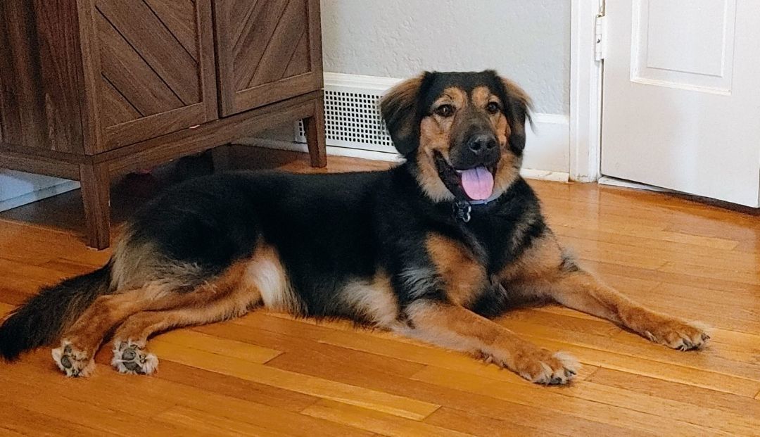 Rosie, a Adoptable mixed breed in Manhattan, KS image 2/5