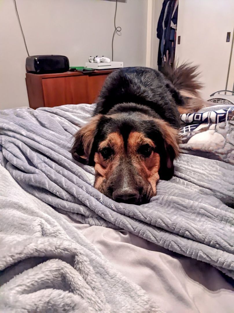 Rosie, a Adoptable mixed breed in Manhattan, KS image 3/5