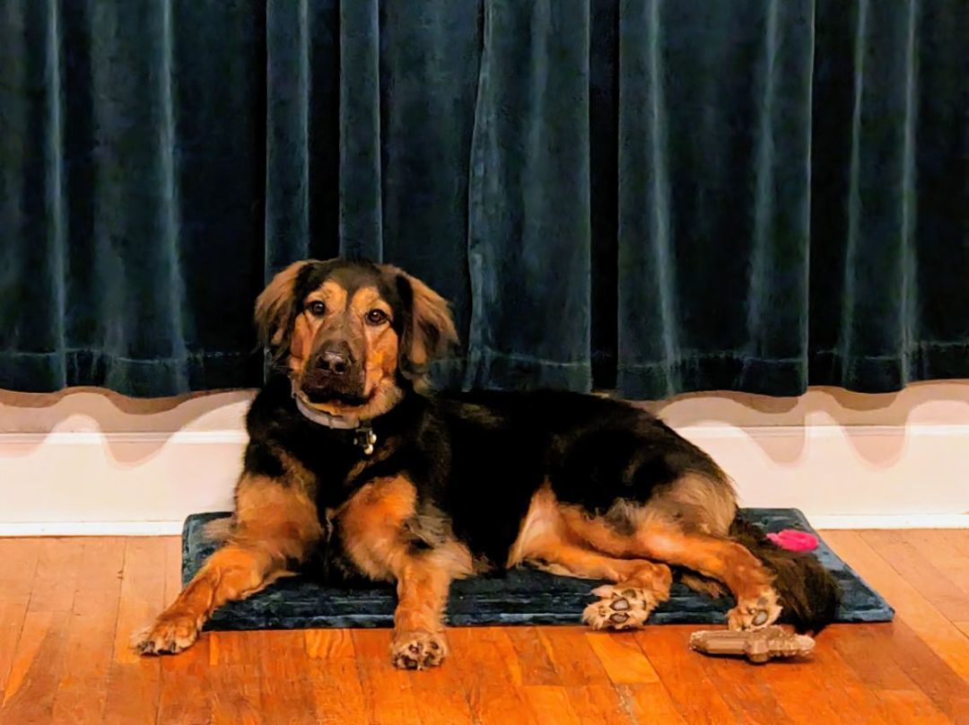 Rosie, a Adoptable mixed breed in Manhattan, KS image 4/5