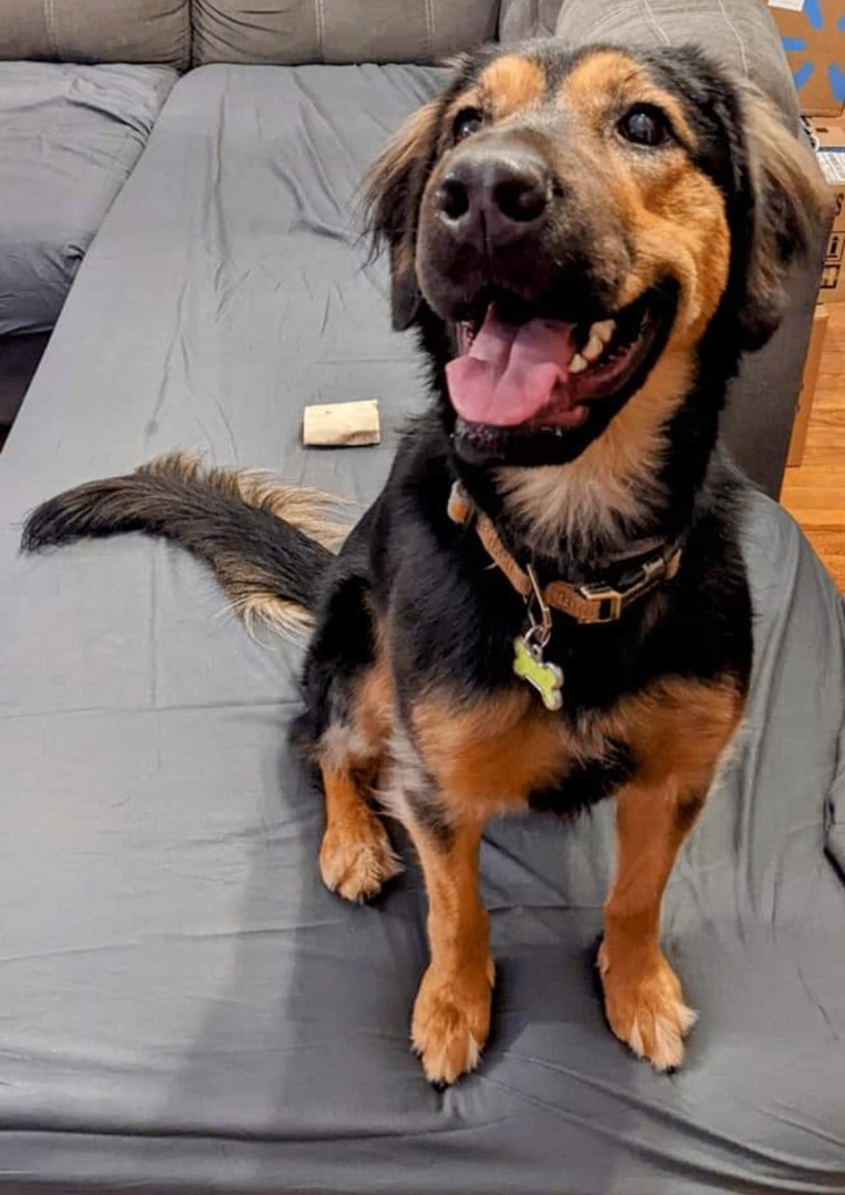 Rosie, a Adoptable mixed breed in Manhattan, KS image 5/5