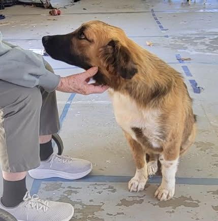 Teddy, ADOPTABLE, Young Male Anatolian Shepherd & Collie.