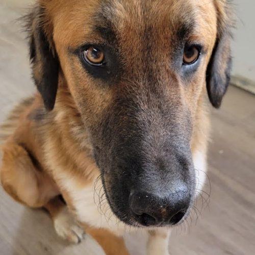 Enlarge Teddy, a ADOPTABLE mixed breed in South Portland, ME image 2/6