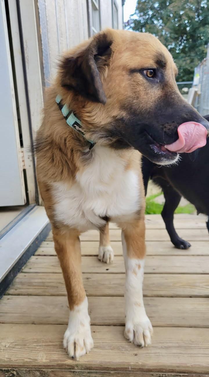Enlarge Teddy, a ADOPTABLE mixed breed in South Portland, ME image 5/6