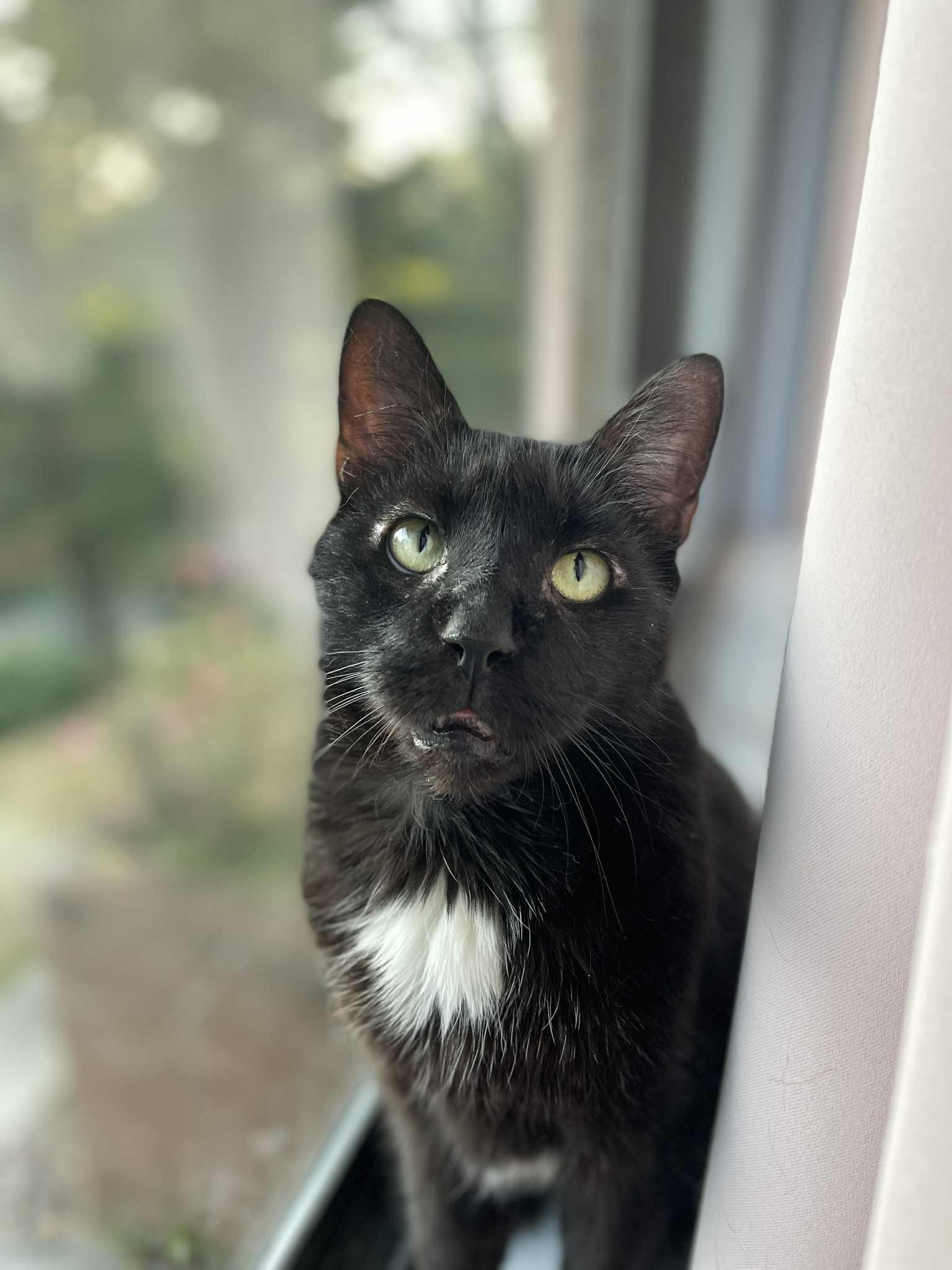 Roast Beef, Adopted, Adult Male Domestic Short Hair & Maine Coon.