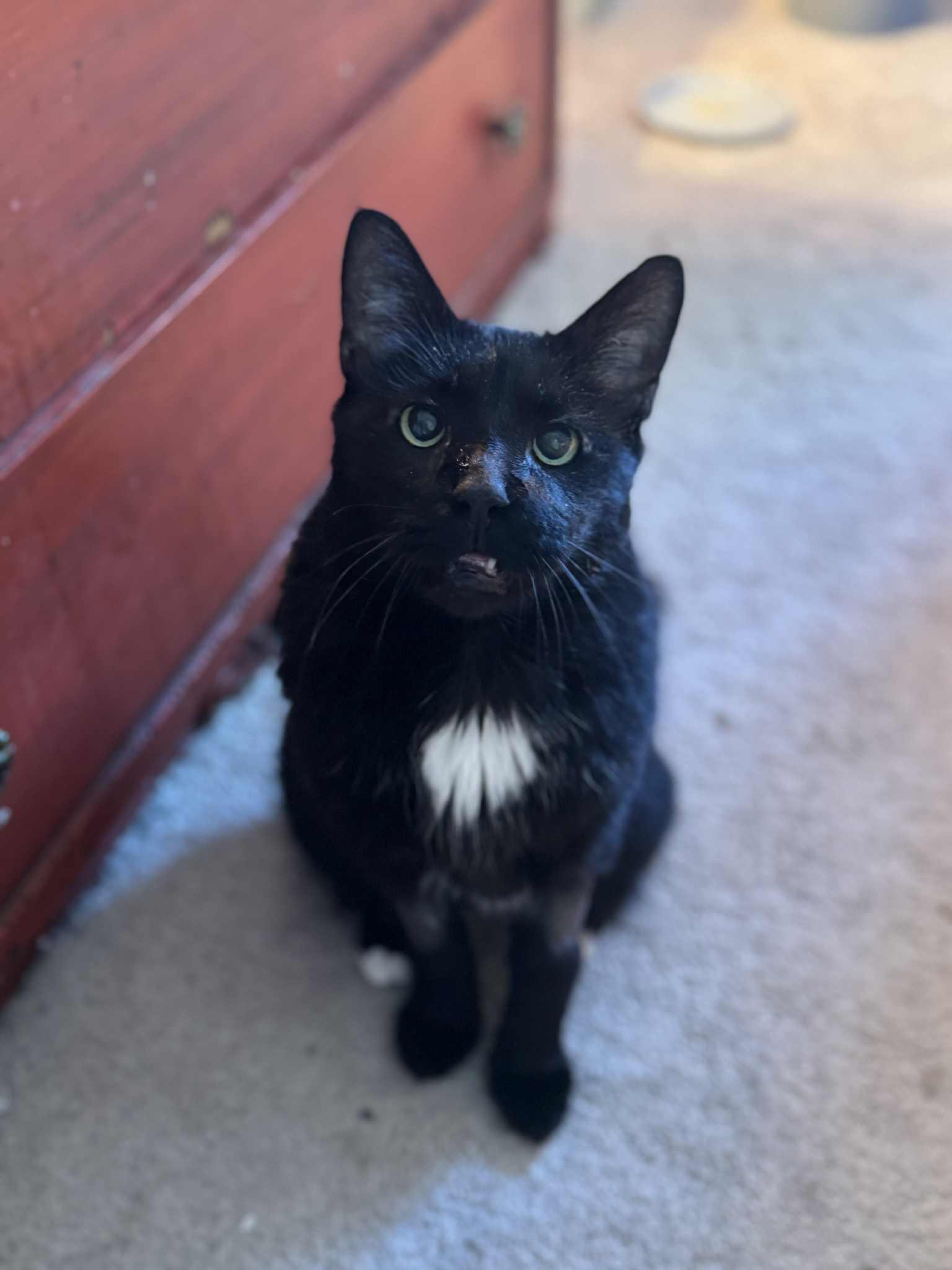 Enlarge Roast Beef, a Adopted mixed breed in Pittsburgh, PA image 2/3