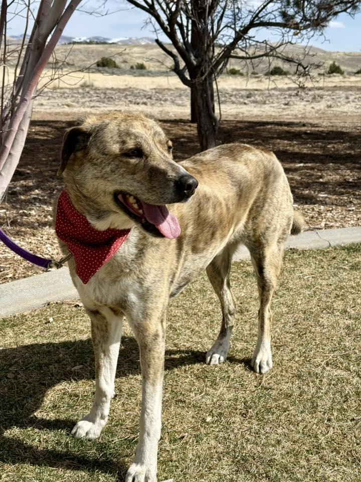 Arlo, adoptable, Senior Male Mixed Breed.
