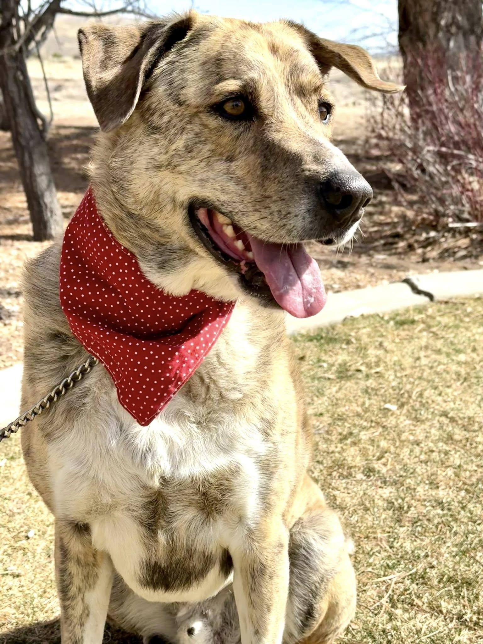 Arlo, an adoptable mixed breed in Gardnerville, NV image 2/2