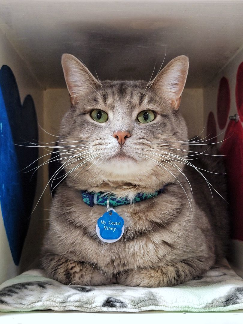 Enlarge MY COUSIN VINNY, an adoptable Domestic Short Hair in Grand Rapids, MI image 2/6