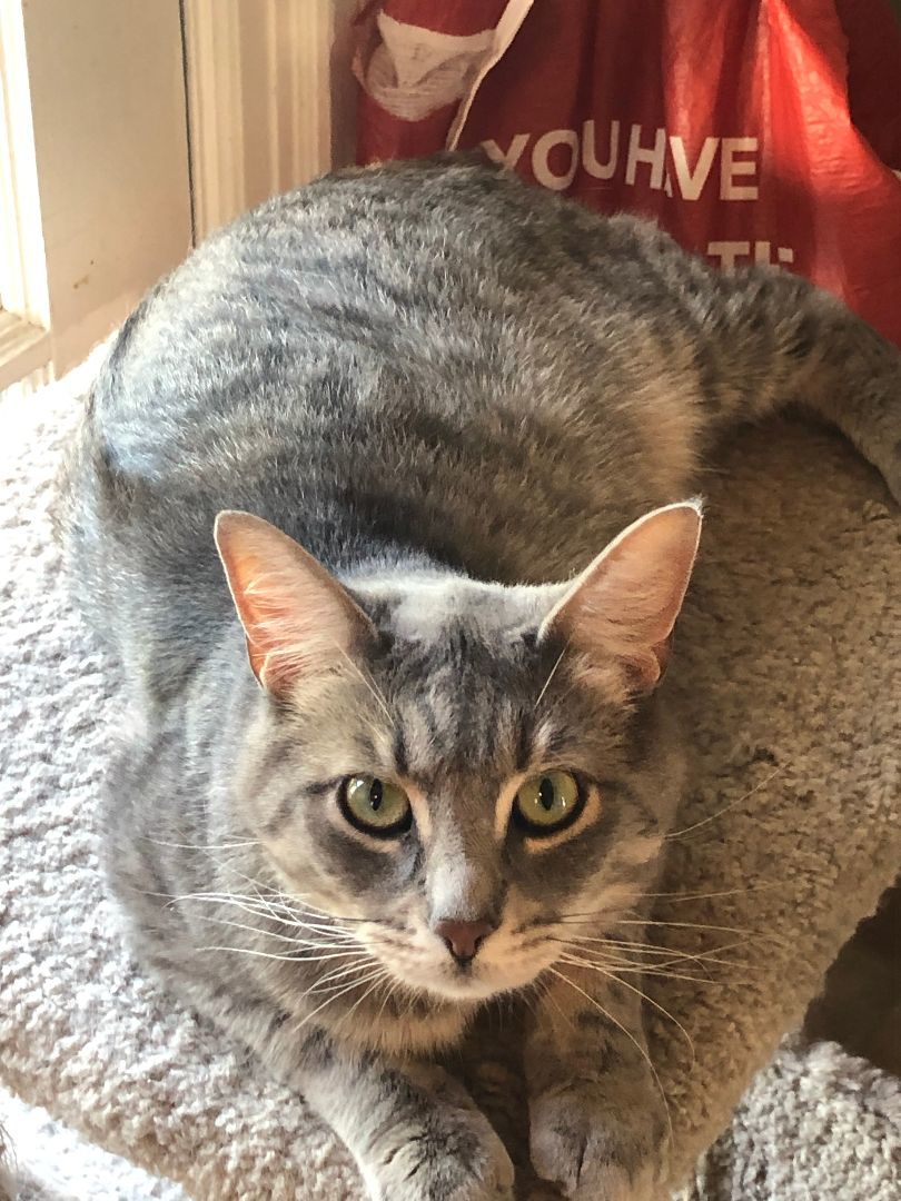 Enlarge MY COUSIN VINNY, an adoptable Domestic Short Hair in Grand Rapids, MI image 3/6