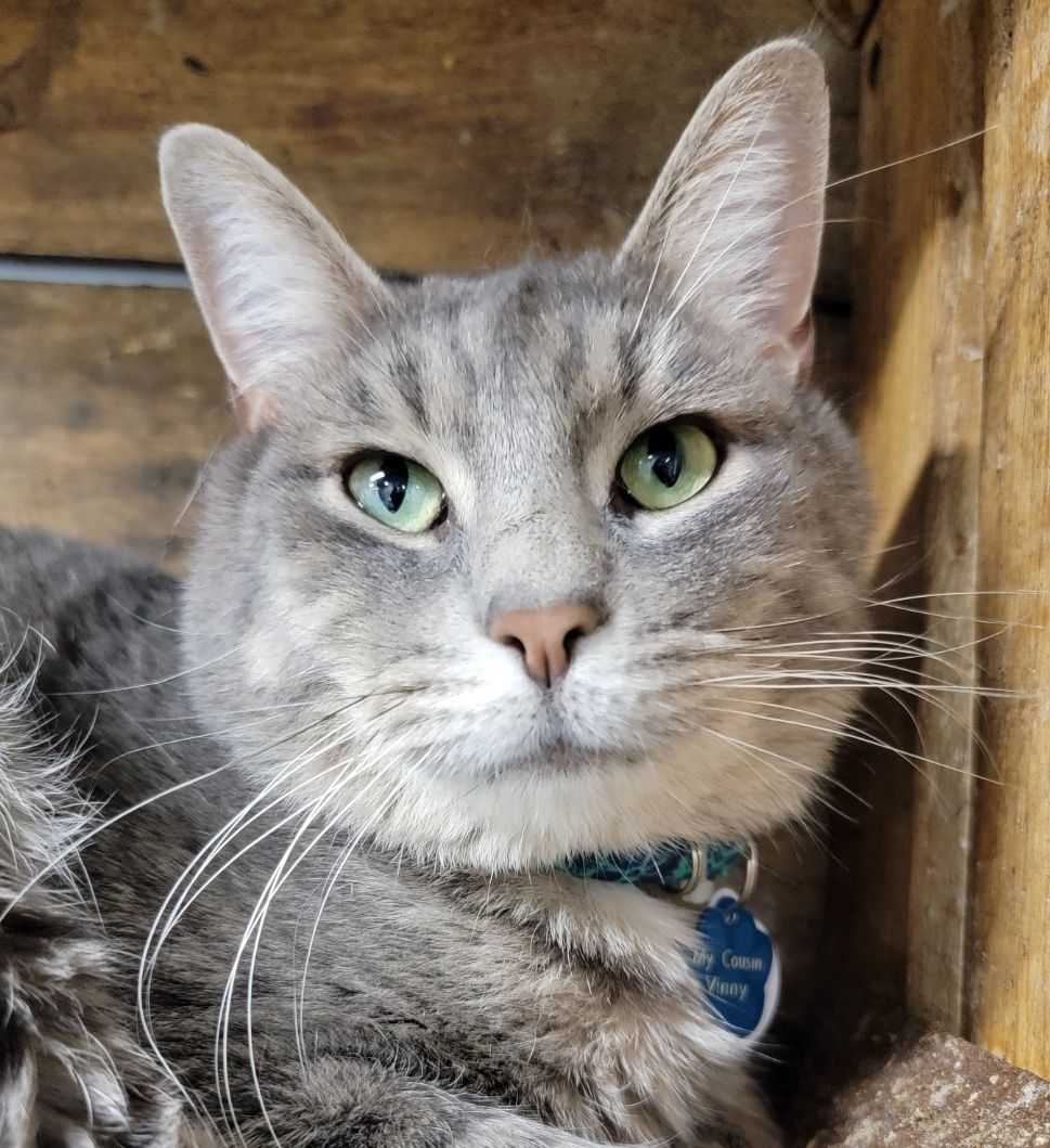 Enlarge MY COUSIN VINNY, an adoptable Domestic Short Hair in Grand Rapids, MI image 1/6