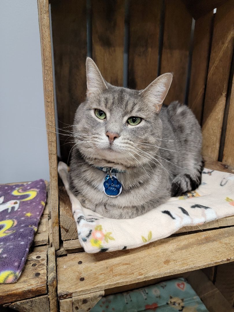 Enlarge MY COUSIN VINNY, an adoptable Domestic Short Hair in Grand Rapids, MI image 4/6