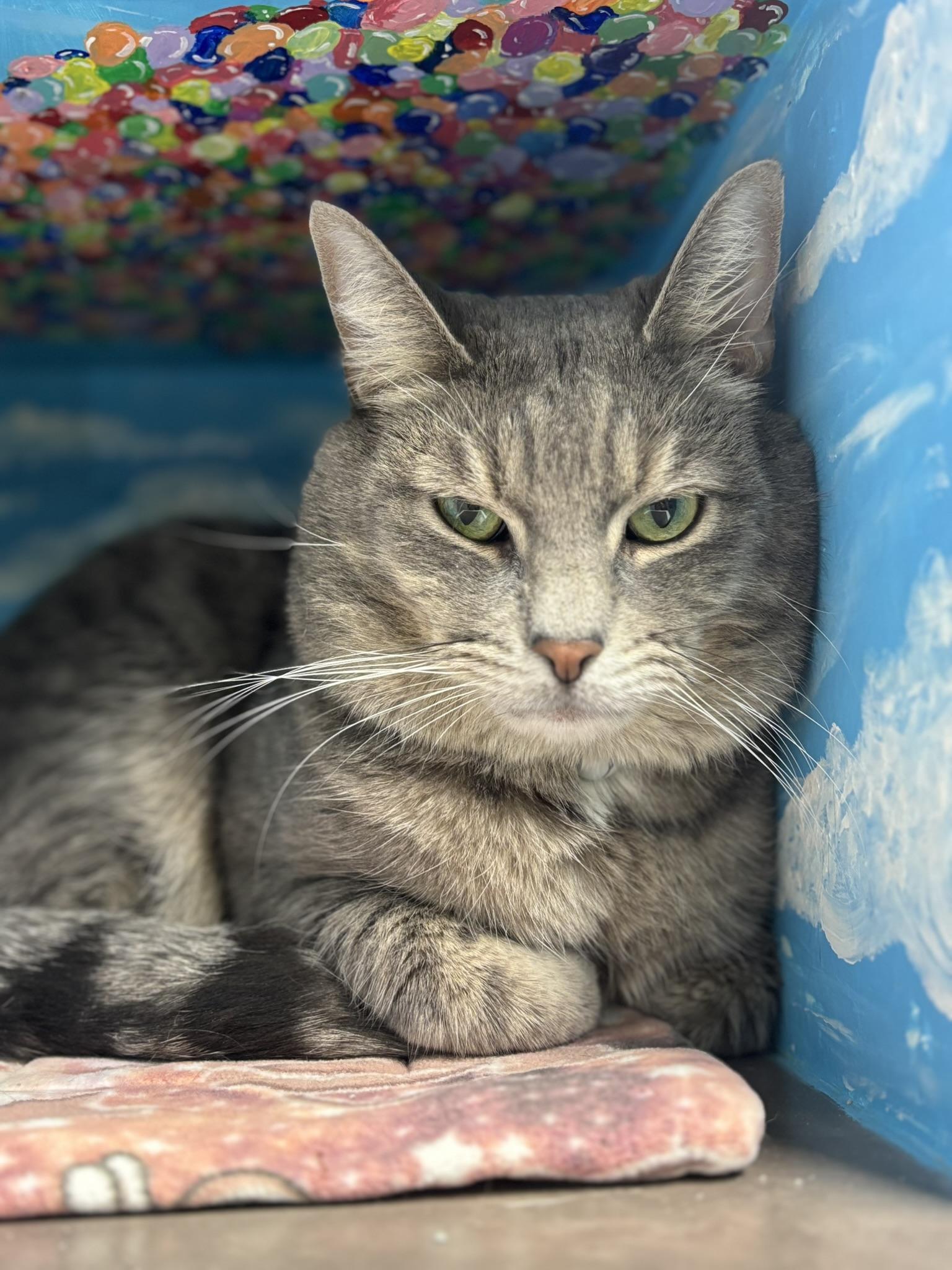 Enlarge MY COUSIN VINNY, an adoptable Domestic Short Hair in Grand Rapids, MI image 6/6