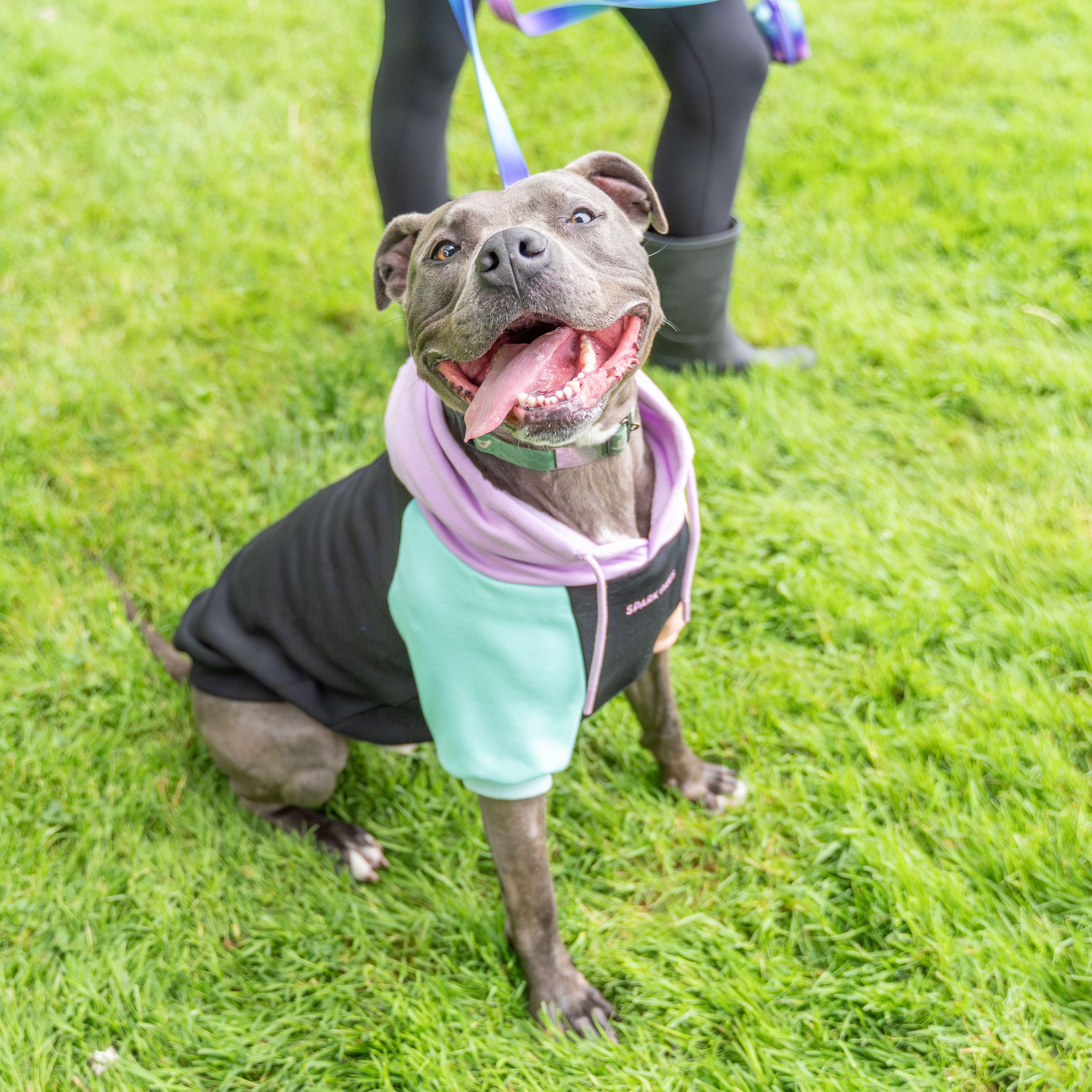 Enlarge Bear, a Adoptable Pit Bull Terrier in Dillsburg, PA image 2/6