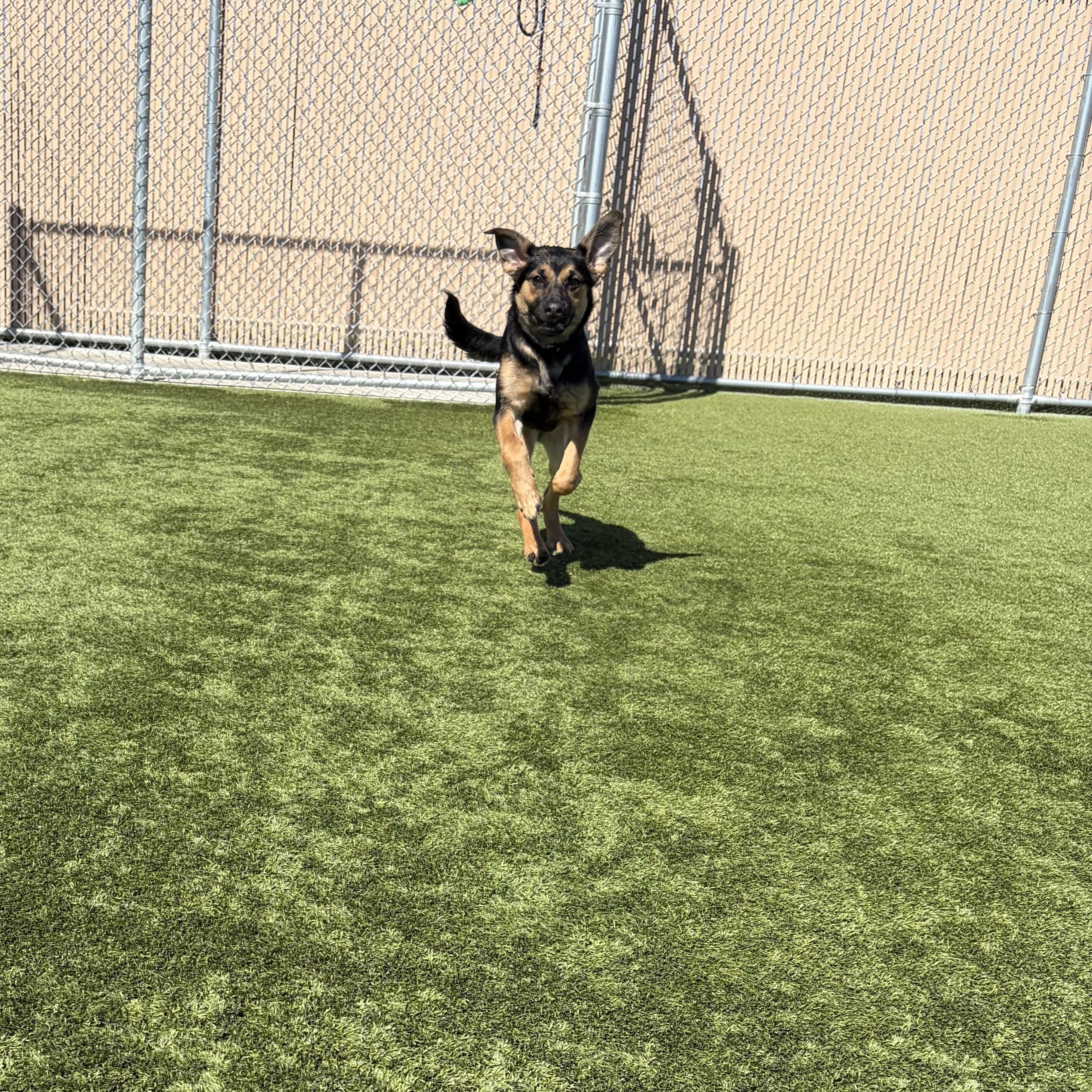 Aurora, an adopted mixed breed in Liberty, MO image 6/6